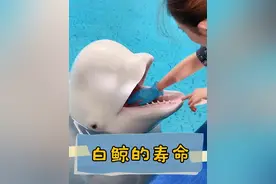 每年二月的第三个星期天被定义为“世界鲸鱼日”，大家来猜猜白鲸属于齿鲸呢？还是须鲸呢？