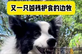 凶残护食咬人的边牧！一次教育不够还得再盘！ #狗狗 #不养狗不知道养狗的乐趣 #护卫犬视频封面