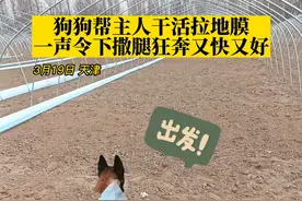 3月19日，天津。#狗狗帮主人干活拉地膜，一声令下撒腿狂奔，活干得又快又好。这得加几个大鸡腿？！视频封面