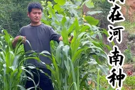 我在河南种的甘蔗，现在怎么样了。第6集来了，上集都和大家说 春天见了，可是好多朋友告诉我，用稻草盖着甘蔗根，明年还能长出来甘蔗！我替大家试试行不行！#打造百果园 #河南种甘蔗 #甘蔗种植 #甘蔗种苗 #种植的乐趣视频封面