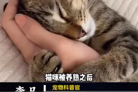 猫咪被你养熟之后会有什么表现，分阶段告诉你#科学养宠攻略 #猫咪  #养猫人 #养猫经验分享 #新手养猫视频封面