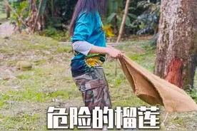 看完榴莲的采摘过程，终于知道榴莲为什么这么贵了 #榴莲 #榴莲采摘 #涨知识 #人文星闪耀计划视频封面