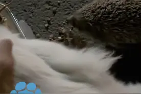 男子投喂两个月的#流浪猫 后，发现猫咪也养了宠物，猫：谁还没个过命的朋友？#神奇动物在抖音 #萌宠视频封面