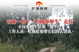 云南一男子"在线养犀牛”走红 不仅要喂牛还要“遛牛”#动物的迷惑行为 #云南美好推荐官 #神奇动物在抖音 （来源：@上游新闻 ）