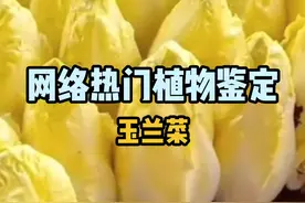 网络热门植物鉴定-玉兰菜，你该不会以为是娃娃菜吧？ #水果猎人杨晓洋 #科普 #玉兰菜 #小众蔬菜 #涨知识视频封面