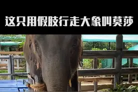 第一个戴假肢的大象：莫莎#动物 #科普 #涨知识 #奇闻趣事 #万物皆有灵视频封面