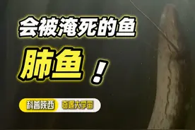会被淹死的鱼—肺鱼！#科普 #涨知识  #动物解说 #神奇动物 #好奇中国视频封面