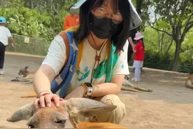 袋鼠午后躺平晒太阳，被游客叫起来“被迫营业” #与野生动物零距离 #袋鼠视频封面