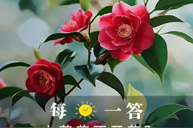 山茶花不开花？还焦叶怎么办！ 今日解答：山茶花、长寿花视频封面