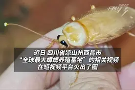 蟑螂味道像核桃 口感似双皮奶。实探全球最大"蟑螂工厂"，220亿只专吃奶粉。可用于治疗溃疡、创伤等多种病症。#吃蟑螂