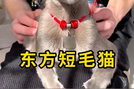 东方短毛猫，一种很瘦的猫种！