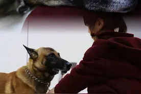 马户用自己的智慧让兄妹两个明白什么叫血脉相连，心灵相通，手足之情，无可替代的道理。#汪祝你新年快乐 #万物可爱计划 #我家宝贝过新年    #忠犬马户视频封面