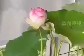 教你专业赏莲姿势，专家揭秘“千年宋莲”再次盛开的秘密！#好运莲莲 #宋代 #千年#莲花 #愿所求皆所愿 #难得一见 #幸运 #浙江dou知道 @抖音短视频  