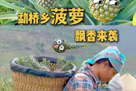 云南金平勐桥乡丨菠萝飘香迎丰收 “甜蜜经济”助力乡村振兴。作者：麹世琴 李宏睿 #乡村振兴 #热带水果产业 #总要来一次金平视频封面