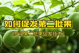 高温天气，罗汉果第二批果挂不上，产量上不来，怎么办？赶紧收藏