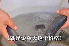 还没上岸就被预定！#“水中软黄金”江鳗卖到1000元一斤  摊主：一点也不贵，十年来都是这个价（记者：傅逸伦）#尝鲜季 #江鲜美食视频封面