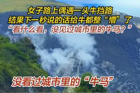 女子路上偶遇一头牛挡路，结果下一秒说的话给牛都整“懵”了！“看什么看，没见过城市里的牛马？”（来源：@胡辣汤 ）#搞笑 #动物视频封面