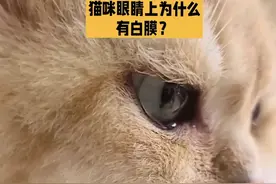 猫咪的眼睛上为什么有白膜？#科学养宠攻略 #新手养猫