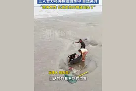 男子抢潮头鱼时遇见搁浅海豚，三人合力将海豚送回水中，目送着离开。当事人：“它很有灵性，游走的时候还回头了”