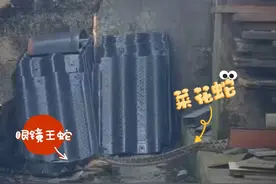 民宅惊现眼镜王蛇撕咬菜花蛇，消防员雷霆出击全程高能