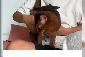 如何让猫咪爱上被抱 #新手养猫 #小卢呼噜噜 #猫咪行为学视频封面
