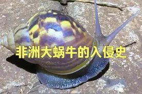 深夜追螺行动！直击非洲大蜗牛踩杀现场，揭秘它的入侵史和危害 #dou来广东百千万 #星农人星乡村 #丰收中国2025 #抖音美好丰收节 #抖音新农人视频封面