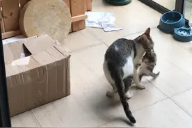 它又把小花猫叼出去了~ 看着它们这样自在幸福、其乐融融的样子，我心里想，或许这样才是对它们最好的方式，有自由、有食物、有亲人、有快乐。
#流浪猫 #小猫视频封面
