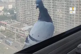 谁家的“兵鸽鸽”迷路了？网友捡到参加阅兵后迷路的鸽子，中鸽协：喂点水和食物可放飞。