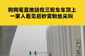 11月20日河南郑州，狗狗笔直地站在三轮车车顶上，一家人看见后秒变粉丝尖叫#河南dou知道视频封面