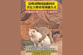 1月27日，#昆明动物园最新回应  ：决定立即采用诱捕方式将猫移出猴山，捕获后对猫作全面体检。