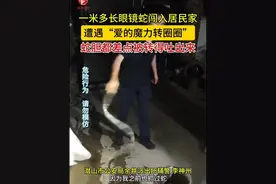 一米多长眼镜蛇闯入居民家，民警接到求助后赶到现场，为了制服它，上演“爱的魔力转圈圈”。#蛇出没 #眼镜蛇