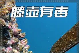 潜水员清理藤壶后，为什么不收集起来？ #藤壶 #藤壶清理 #内容启发搜索