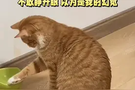 “我饭呢？”小猫从不可置信到生气锤空碗！   #猫咪 #猫咪的迷惑行为 #萌宠 （来源：@芒果资讯广播 ）