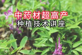 中药材超高产种植技术讲座 #抖音助农 #农业种植视频封面