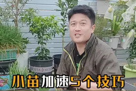 种植小苗加速生长的5个技巧方法 #种植小技巧 #阳台种菜 #记录我的种植生活 #学种菜 #我的小菜园视频封面
