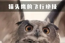 猫头鹰为什么飞的这么安静？ #神奇动物在抖音 #科普一下 #猫头鹰 #动物视频封面