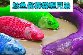 锦鲤兄弟出门寻找猎物，狡猾的鲶鱼偷袭小锦鲤，结果遭到锦鲤报复