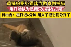 黄鼠狼把小猫咪当做食物捕猎，“刚开始以为是两只小猫在打架”，目击者：扭打近6分钟 用夹子把它们分开了（来源:星星）#黄鼠狼抓猫 #动物的迷惑行为 #食物链 #奇闻奇事视频封面