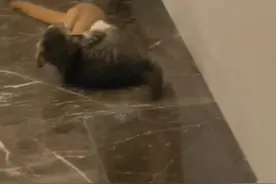 黄鼠狼把小猫咪当做食物捕猎，“刚开始以为是两只小猫在打架”，目击者：扭打近6分钟 用夹子把它们分开了（来源:星星）#黄鼠狼抓猫 #动物的迷惑行为 #食物链 #奇闻奇事视频封面