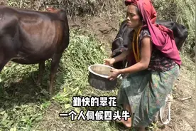 尼泊尔翠花真能干，一个人伺候四头牛，还要照顾四个孩子视频封面