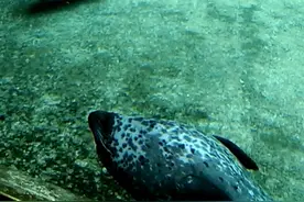 海豹为什么要在水中睡觉？ #神奇的动物在抖音 #海豹 #奇妙的动物视频封面