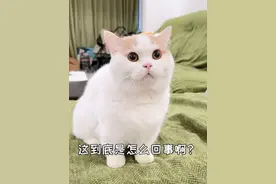 菠萝包为什么这么讨厌这个人呢?#萌宠出道计划#可爱的小猫咪#记录猫咪日常