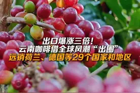 云南咖啡出口暴涨三倍：远销荷兰、德国等29个国家和地区#来云南旅居吧  #有一种叫云南的生活  #七彩云南样样好视频封面
