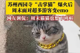 猫猫也心累！苏州西园寺“击掌猫”爆火后，周末面对超多游客变emo，网友调侃：周末猫猫也想下班啦。#西园寺的猫 #猫猫也要工作了视频封面