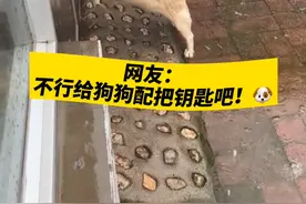 下雨天被主人忘在院子，狗狗淋着雨“咣咣”敲门20分钟，网友：不行给狗狗配把钥匙吧！视频封面