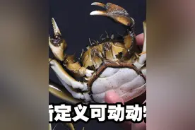 【补档】599元的大闸蟹玩具能做的多逼真？！ 【补档视频封面