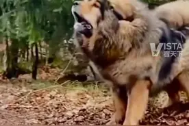重庆10月1日起禁养这32种犬只，包括罗威纳犬，违反禁养规定，由公安机关责令限期改正，可以处1000元以上5000元以下的罚款，逾期未改正的，没收犬只。视频封面