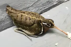#今日平江  #动物 北迁过境鸟彩鹬现身平江#珍爱动物保护动物 