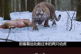 虎王报仇横推日军，一生恩怨分明，却成了朝鲜民族的抗日英雄 #电影解说#战争电影#我要上热门#推荐电影#+dou上热门#宅家dou剧场视频封面