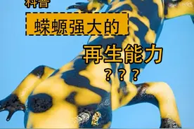 蝾螈超强大的再生能力，连骨骼都能再生！你想拥有吗？ #科普一下 #蝾螈再生能力 #骨骼再生 #3d动画科普视频封面
